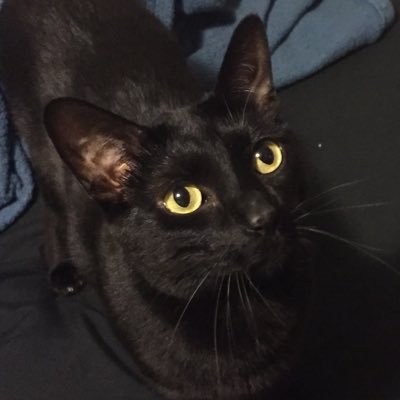 GIZM0CAT Profile Picture