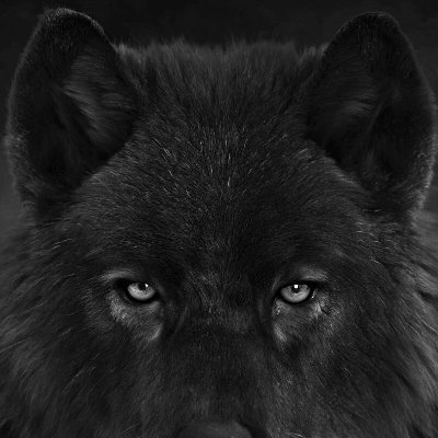 Hi, People call me Wolf, I am a variety streamer on Twitch that play's games, try's to do podcasts every week and Writes and covers songs. I also like VA Work