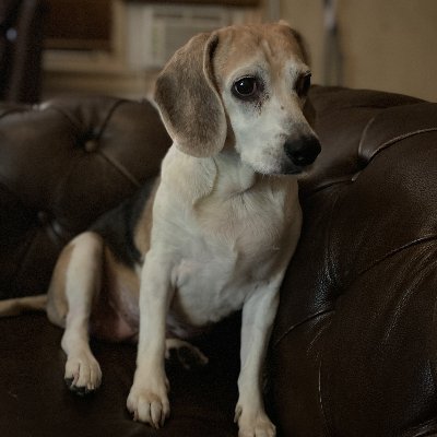 BellatheBeagle6's profile picture. Don't hate me because I'm beautiful