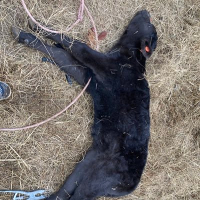 DardenFletcher's profile picture. To Toby: I love you