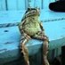 frog (@_frog_gy) Twitter profile photo frog (@_frog_gy) Twitter profile photo