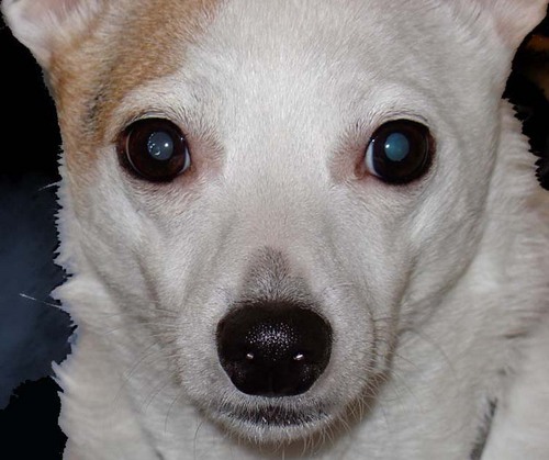 The_Wild_Bee's profile picture. Super hero, likes roveralls, tractors and WigglyGiggly, the SuperBee training tool. I'm a Rat Terrier (Terriersaurus wrecks)