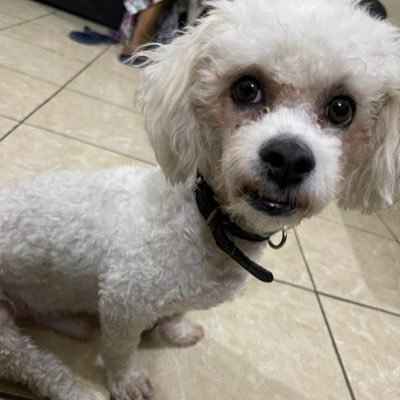 AdamaraOh's profile picture. 