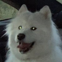 kimmynator (@kimmynator) 's Twitter Profile