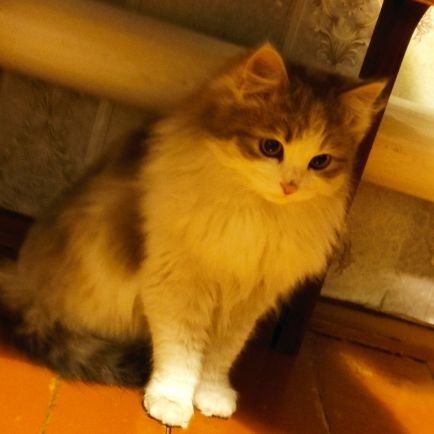 sakost_ru's profile picture. недопрограммист, недочеловек