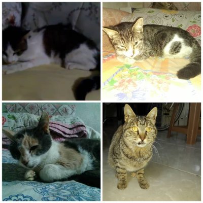 We are 4 street cats with Fip Disease.
my father cannot grow medicine for all four of us.
he needs help please don't leave him alone🙏

Öksüz&Yamuk&Lia&Tekila