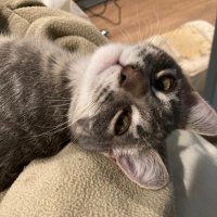 Ricky Bobby! (@fuzzylicous81) 's Twitter Profile