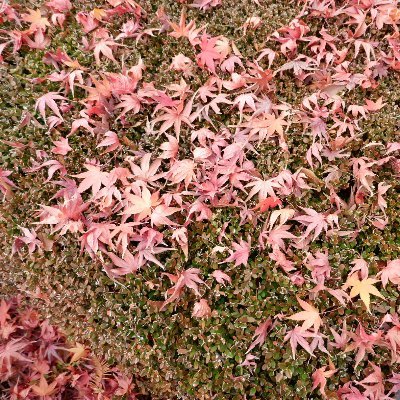 IbyangO's profile picture. 