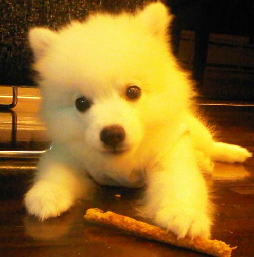 My name's Dollar.I'm  Japanese spitz super Dog.I love Food and Kamikaze.