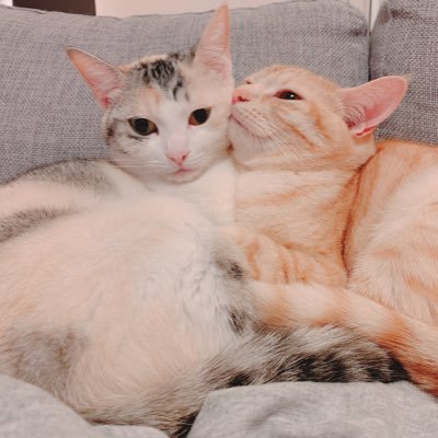 5匹のねこちゃんと夫婦2人で暮らしています🐱💕