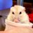 はむちぃ🐹のアイコン