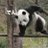 でんぱんだ📶🐼のアイコン