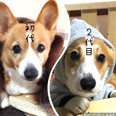 ひな🐾ビビリィヌ@コーギーさんのプロフィール画像