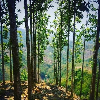 netzerofriends's profile picture. 