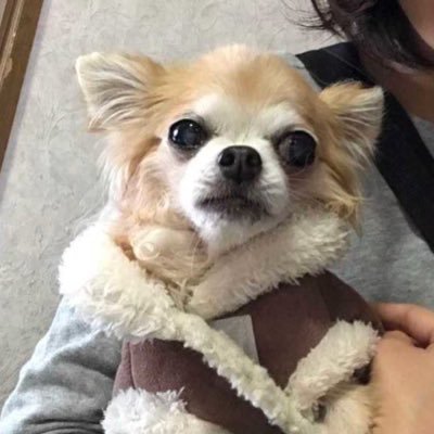 犬が好きすぎる女 Zjgasurataiqynk Twitter 犬が好きすぎる女 Zjgasurataiqynk Twitter