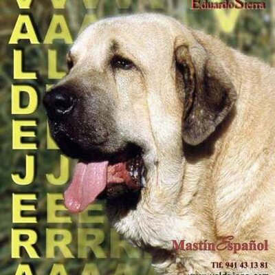 Mastin Espanol Mastinesp Twitter