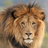 Johanna82218459's profile picture. An eye for an eye makes the whole world blind