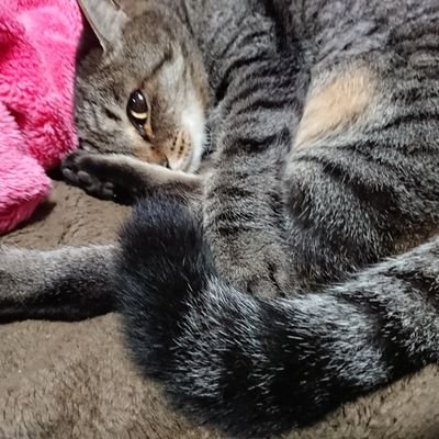 あかいりんごさんのプロフィール画像