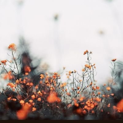 IzzahMusa95's profile picture. 'Cats & Food'