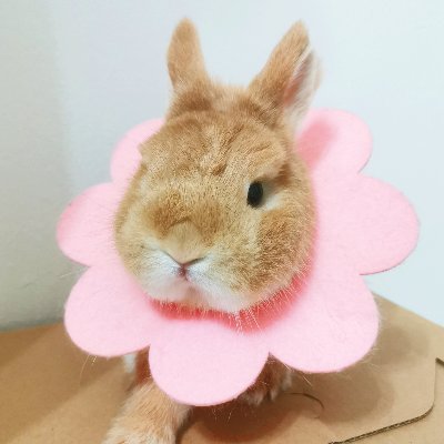 烤猪=病源体さんのプロフィール画像