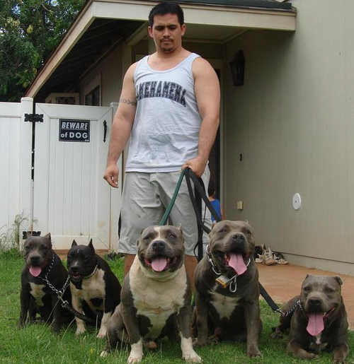 Livin' in Hawaii - Lovin' our Pitbulls - always remembering that owning any dog is a responsibility.