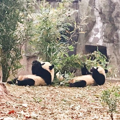 行き当たりばったりの書写垢です。食べ物や文房具の話も出るかもしれません。読みやすい字に憧れます。元々文具沼。最近は紙沼、多少インク沼。ラメなしが好きです。マステは小沼。地味にクリップ沼。幾何学模様好き。書写は2022年5月から。2024年4月現在、ノート沼に回帰しています。