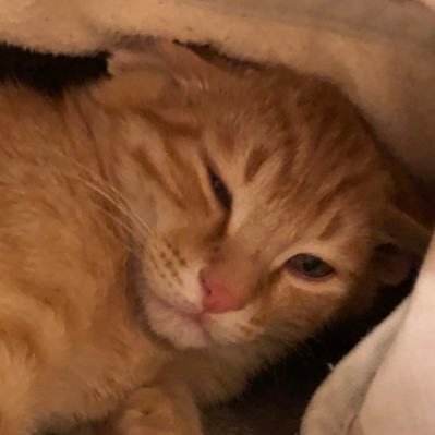 tsehtisourtio32's profile picture. kmu YOASOBI⚡️