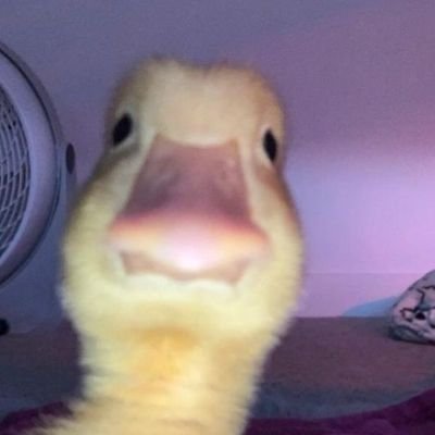 Matthew27406697's profile picture. Basically a Gabbie Hannah hate page