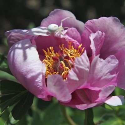 Award winning Scottish plant nursery growing hardy perennials and over 300 varieties of Peonies