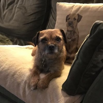 Border Terrier now living, in countryside, in forever home with my loving family thanks to Border Terrier Welfare. Nine years old and proud member of #btposse