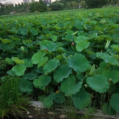 ハスの葉っぱ ウルウル 沢山の愛を感じる素晴らしいイラストですね ハスの葉っぱ ウルウル 沢山の愛を感じる素晴らしいイラストですね