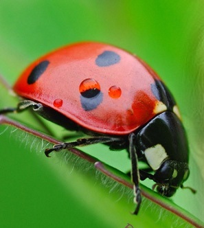 oleg_ignn's profile picture. 