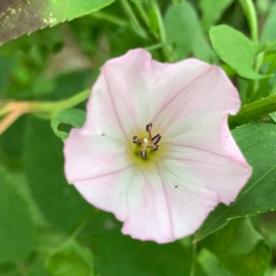 Landscape consultant & writer. Champion of hortophilia, wildflowers and nature-led gardens.