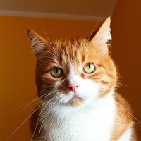 Arek🇵🇱✝️🐱🚭 (@arekalb) 's Twitter Profile