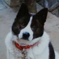 たろうわんわん (@taro_wonwon_won) 's Twitter Profile