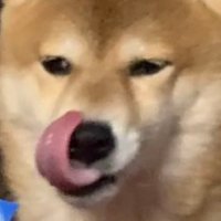 Chordata (@ch0rdata) 's Twitter Profile