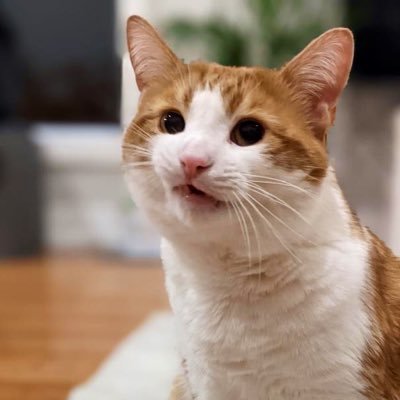 22 - he/him - living on Anishinaabe land - cat Instagram: henrythegarbagerat