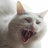 Eribees1's profile image