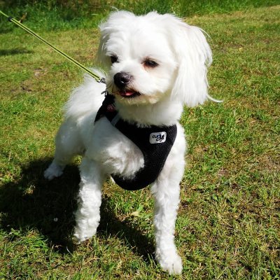 MaxMalteser's profile picture. Gute Laune auf vier Pfoten