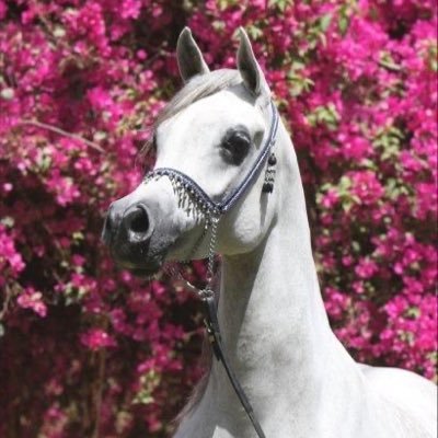 Raalajm's profile picture. 