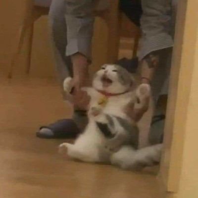 yllwBobae's profile picture. 