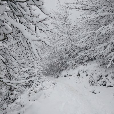 BBaskonia's profile picture. 