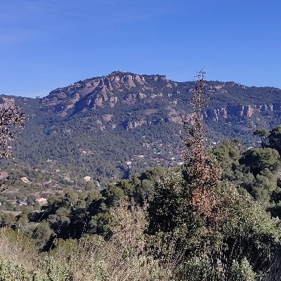 sabadellenc de naixement i de cor arlequinat