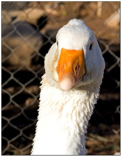 *quack* Vou abrilhantar *quack* seu evento * quack*