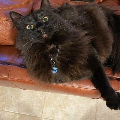 A guy who likes Dungeons & Dragons, Olympic weightlifting, animals, comics and gaming. I do 10 push-ups for every follow. We all have a little Barwenchmen in us