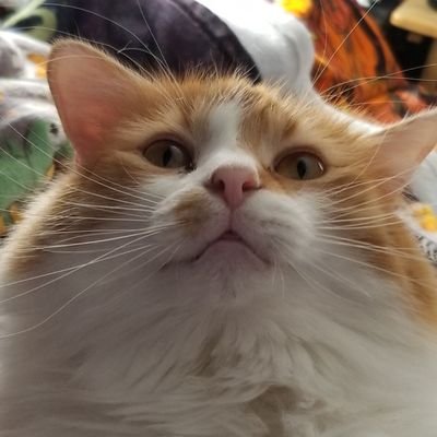 lilcupidkitty Profile Picture