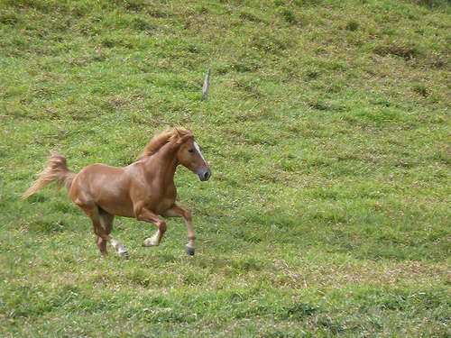 Epona ranch, Las Terrenas, excursions balades randonnées à cheval, dans les collines ou sur la plage, chevaux vivant en liberté à l'état naturel, éthologie