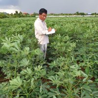 S.SopheaRith (@cassavarith) 's Twitter Profile