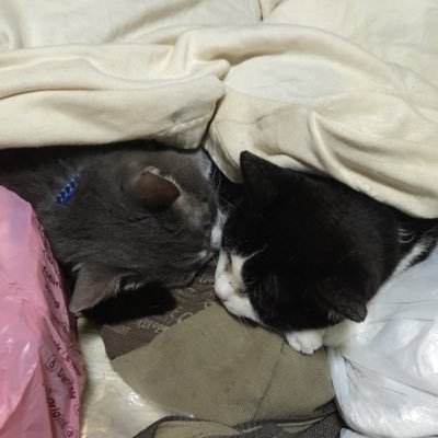 LAF0AnvqomDd6Mw's profile picture. とっくに成人済。BE:FIRST/嵐/陳情令+俳優さん/CQL/動物にどっぷり中デス🥰未だに扱い切れていないので、無言フォロー失礼致します🙇🏻‍♂️💦ようやくヘッダー変えました！🥹最近、ストリーマーさんに夢中💕