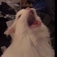 Sh0lf_CS (@sh0lfcs) 's Twitter Profile